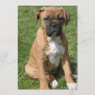 Boxer Puppy Invitation Kaart
