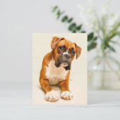 Boxer puppy on ivory cream backdrop. briefkaart (Staand voorkant)