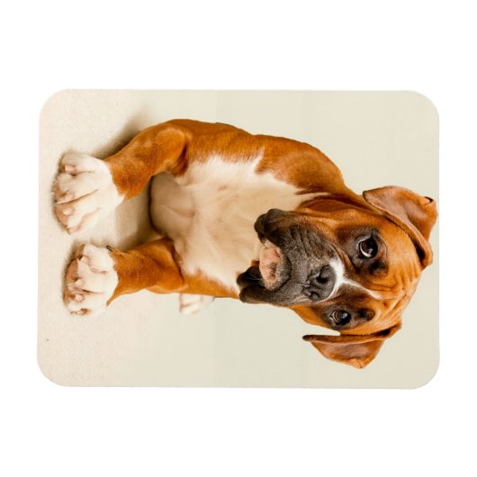 Boxer puppy on ivory cream backdrop. magneet (Horizontaal)