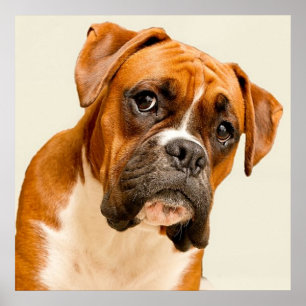Boxer puppy on ivory cream backdrop. poster