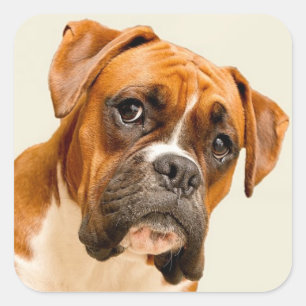 Boxer puppy on ivory cream backdrop. vierkante sticker