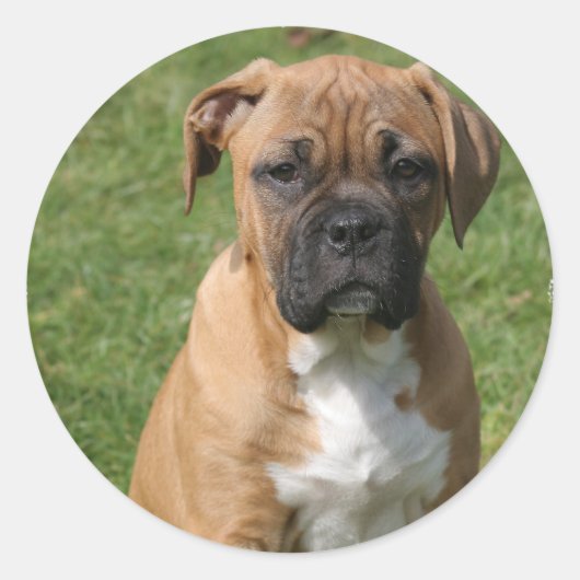 Boxer Puppy Sticker (Voorkant)