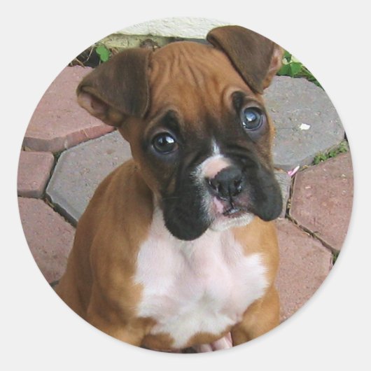 Boxer Puppy stickers (Voorkant)