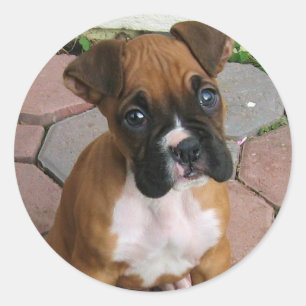 Boxer Puppy stickers