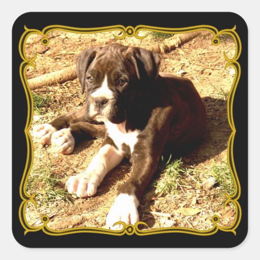 Boxer puppy stickers (Voorkant)