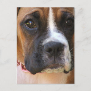 Boxer Rescue Briefkaart