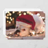 Boxer Santa Feestdagenkaart (Voorkant / Achterkant)