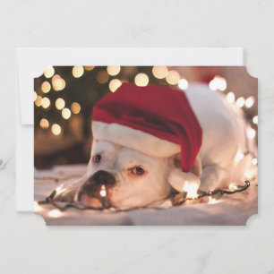 Boxer Santa Feestdagenkaart