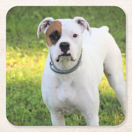 Boxer Vierkante Kartonnen Onderzetter (Voorkant)