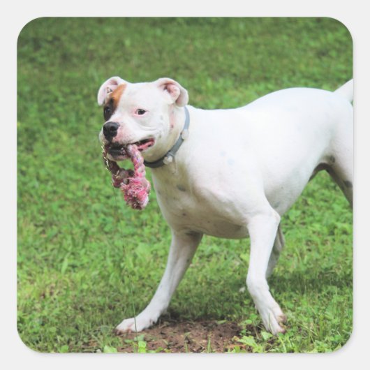 Boxer Vierkante Sticker (Voorkant)