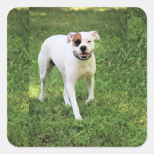 Boxer Vierkante Sticker (Voorkant)