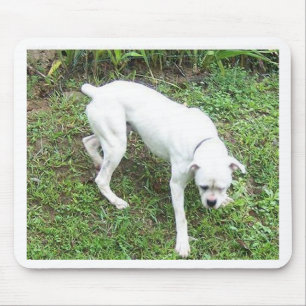 Boxer White Puppy vol Muismat