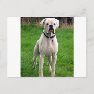 Boxer wit vol briefkaart