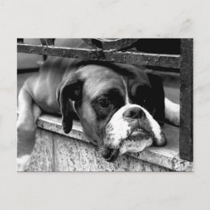 Boxerhond op vensterbank PCNM Briefkaart