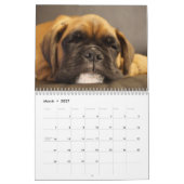 Boxers Dogs 2025 Calendrier (Mar 2027)