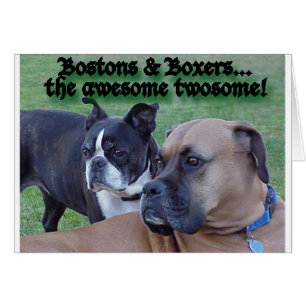 Boxers en Bostons