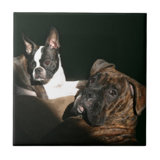 Boxers en stoenen: Geweldige term 2 Tegeltje