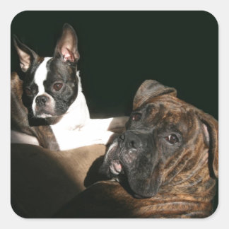 Boxers en stons: Geweldige tweeslauw 2 Vierkante Sticker