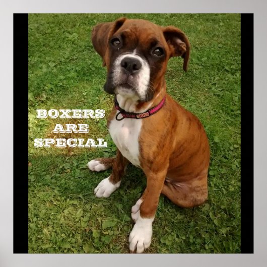 BOXERS ZIJN SPECIALE posters (Voorkant)