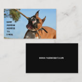 Boxeur jouant le carte de visite (Devant / Derrière)