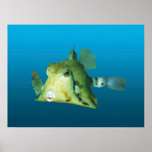 Boxfish Close-up! Verloopblauwe achtergrond   Poster