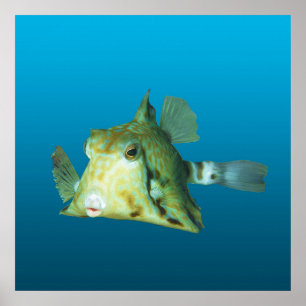 Boxfish Close-up! Verlopend blauwe achtergrond Poster