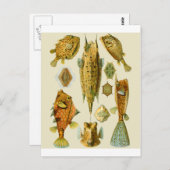 Boxfish of Cowfish Briefkaart (Voorkant / Achterkant)