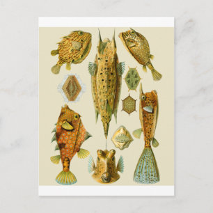 Boxfish of Cowfish Briefkaart