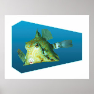 Boxfish - Ontwerp gradiënt blauwe achtergrond   Poster