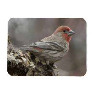 Boy House Finch Magnet Magneet