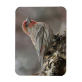 Boy House Finch Magnet Magneet (Verticaal)