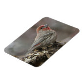 Boy House Finch Magnet Magneet (Linkerzijde)
