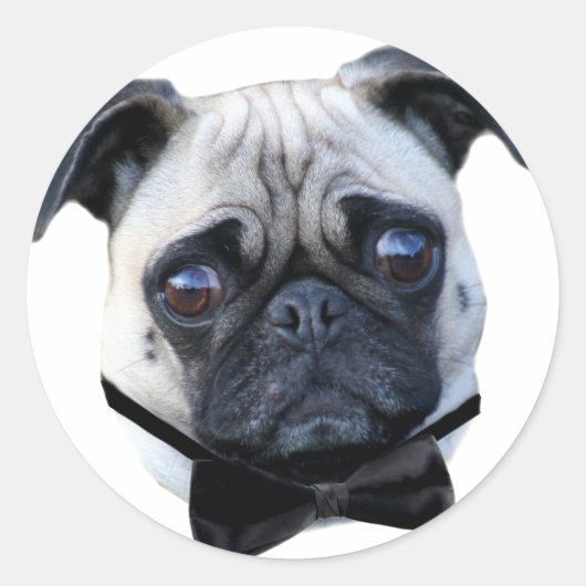 Boy Pug stickers (Voorkant)