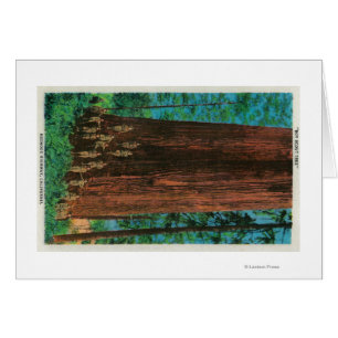 Boy Scout Tree sur Redwood HighwayRedwoods, CA