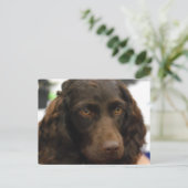 Boykin Spaniel Briefkaart (Staand voorkant)