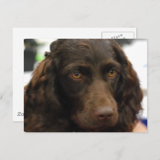 Boykin Spaniel Briefkaart (Voorkant / Achterkant)