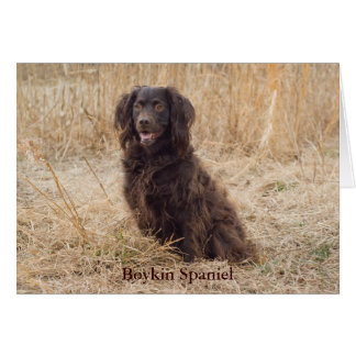 Boykin Spaniel Card