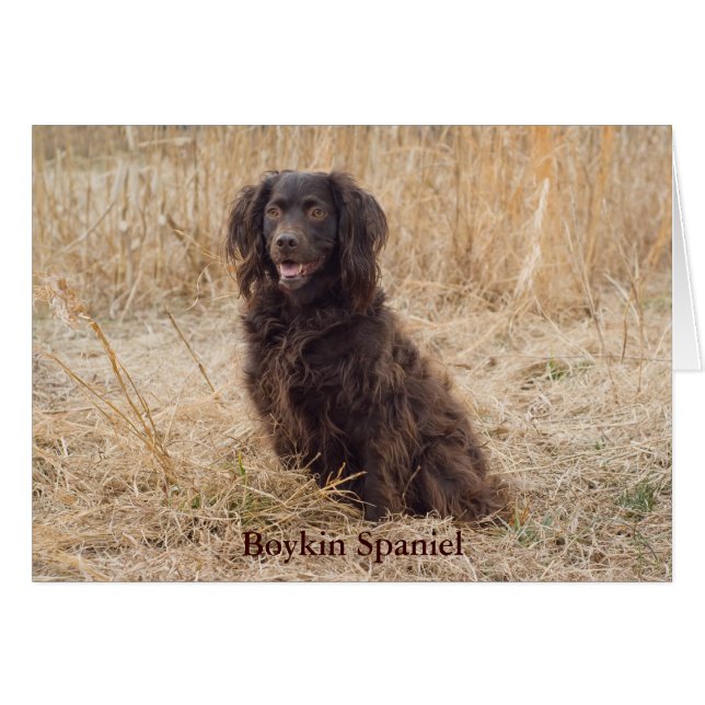 Boykin Spaniel Card (Voorkant Horizontaal)