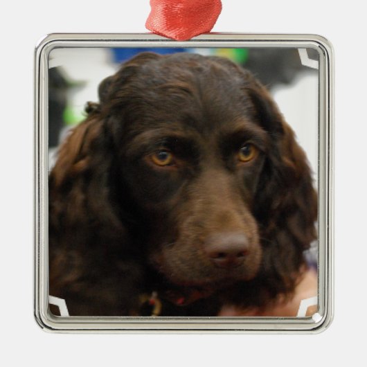 Boykin Spaniel Ornaments Metalen Ornament (Voorkant)