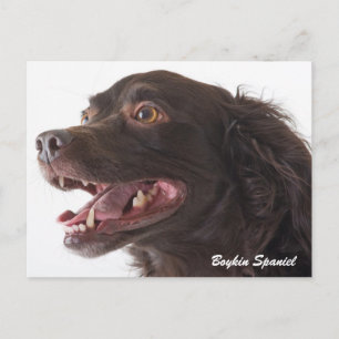 Boykin Spaniel Photo Post Card Briefkaart
