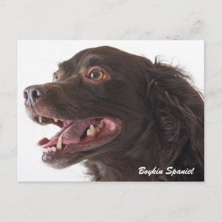 Boykin Spaniel Photo Post Card Briefkaart