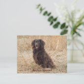 Boykin Spaniel Post Card Briefkaart (Staand voorkant)