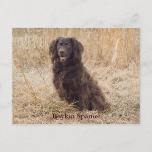 Boykin Spaniel Post Card Briefkaart