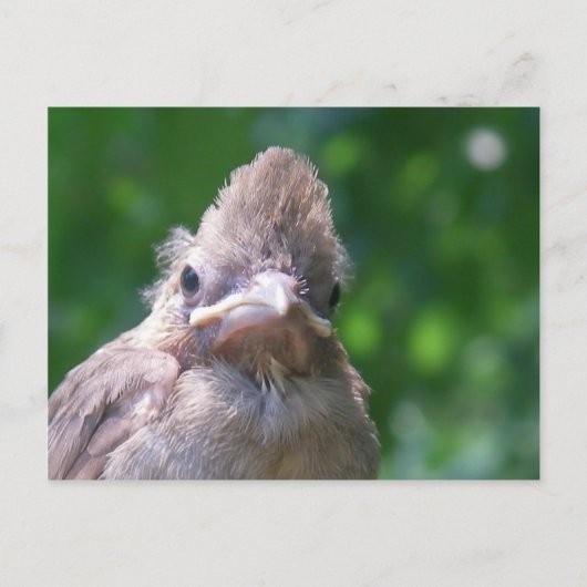 boze baby vogel briefkaart (Voorkant)