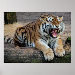 Boze Brullende Tijger Foto Poster
