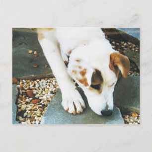 BQ - Carte postale pour chien à mâchoire Husky mig