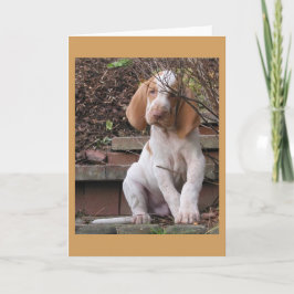 Bracco Italiano Greeting Card Kaart