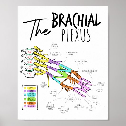 Brachial Plexus Poster (Voorkant)