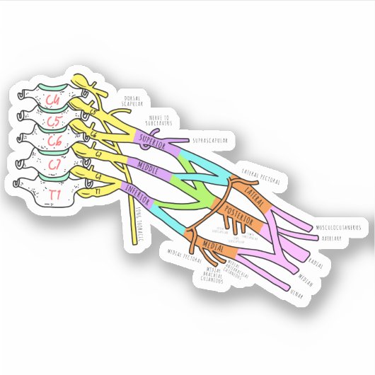 Brachial Plexus Sticker (Voorkant)