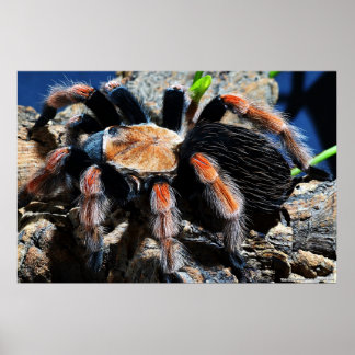 Brachypelma boehmei poster